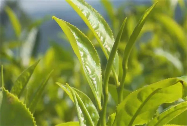 夢(mèng)縈江城——戲說(shuō)“江城四大怪”！普洱旅游