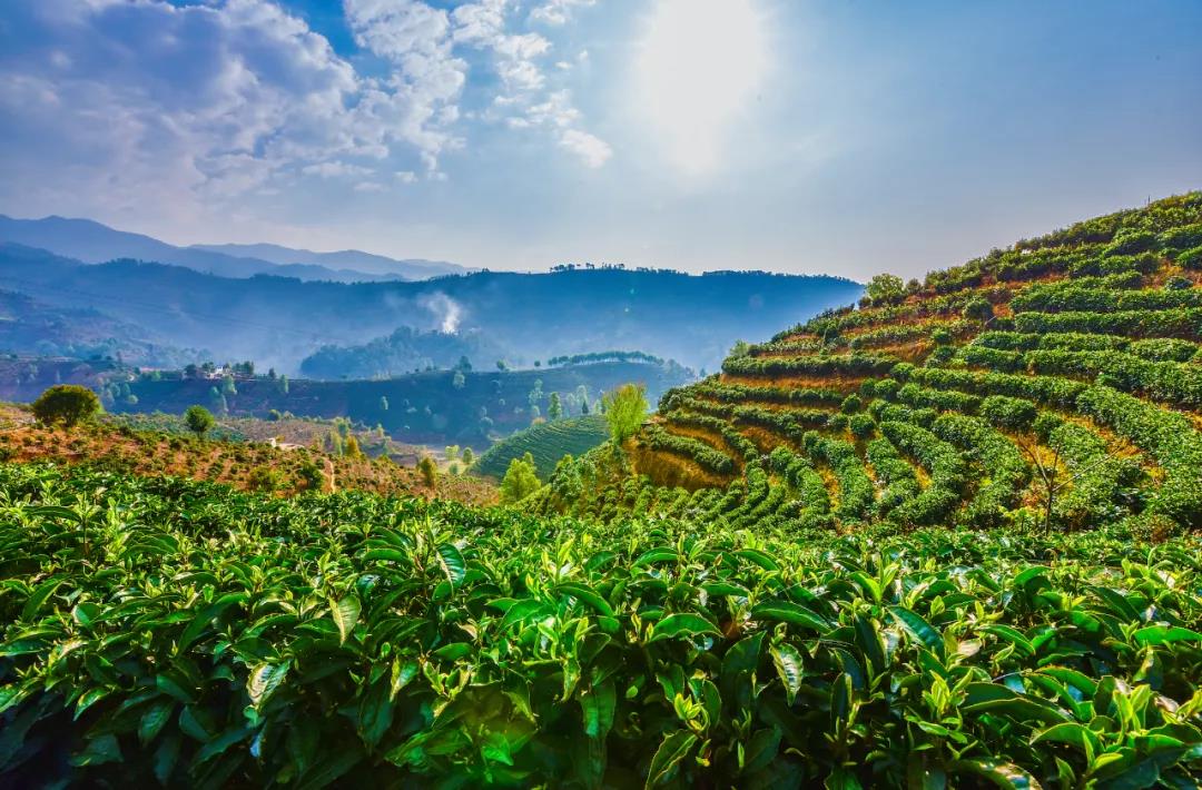 春天的茶山     普洱旅游