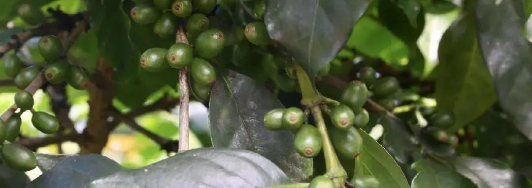 普洱特色團建：普洱小凹子咖啡莊園