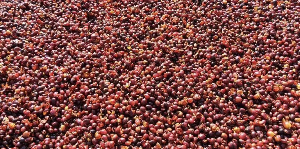 普洱特色團建：普洱小凹子咖啡莊園