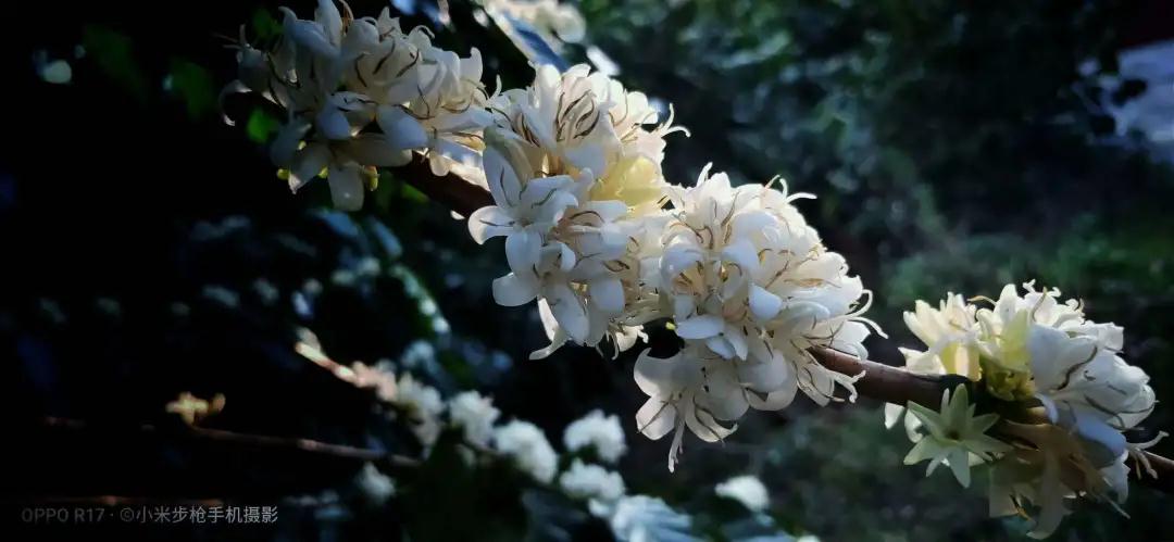 普洱特色團建：普洱小凹子咖啡莊園