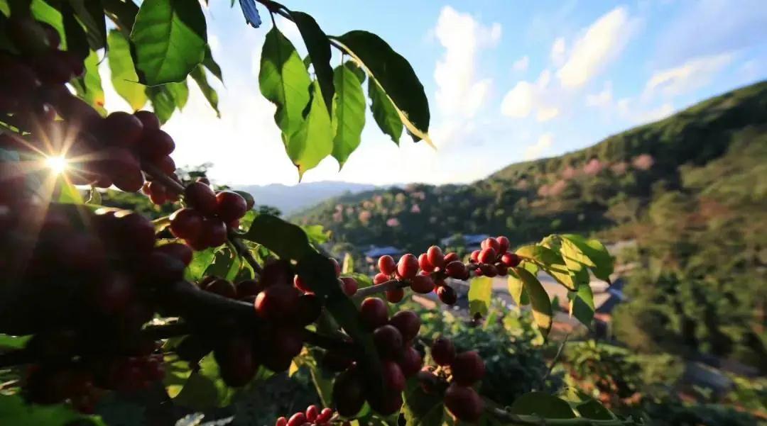 普洱特色團建：普洱小凹子咖啡莊園