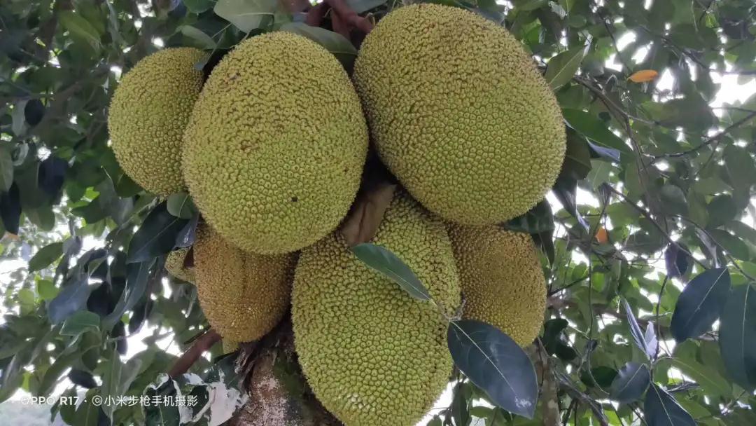 普洱特色團建：普洱小凹子咖啡莊園