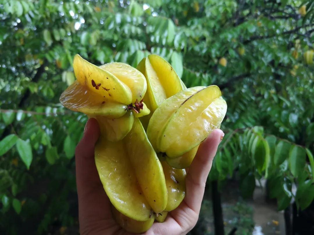 普洱特色團建：普洱小凹子咖啡莊園