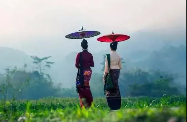 【普洱特色團建-古茶山行】西雙版納普洱古茶山，茶馬文化3天2晚體驗之旅
