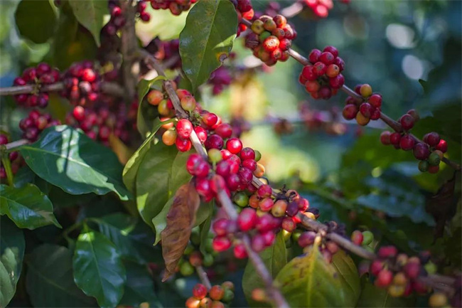 云南小粒咖啡研學之旅 | 不是所有咖啡都叫“普洱咖啡”