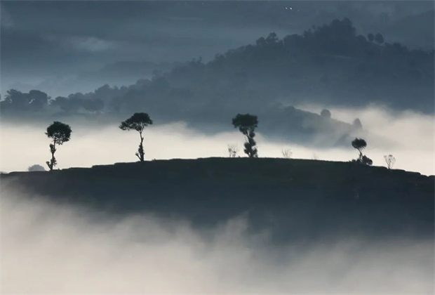 普洱定制旅游：遇見，茶園中的水墨畫卷！